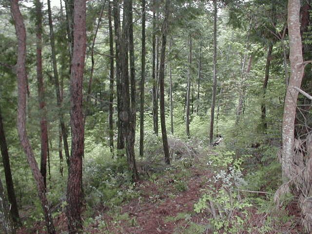 「開拓初期」「地黄(ニコニコ山)」「作業」「野外活動」